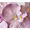 10 Heads Artificial Butterfly Orchid Iron Wire Inner Lining Multi Color Fake Phalaenopsis 98cm Real Touch Simulation Flower