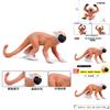 Saimiri Sciureus Monkey Static Animal Model For Educational Display And Toys