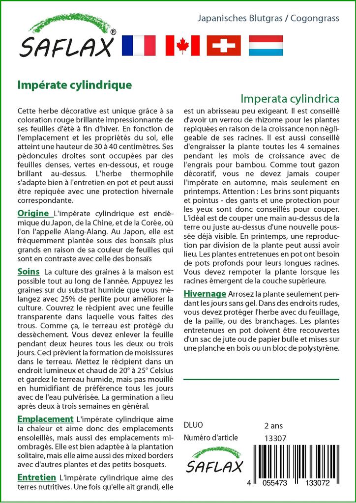 SAFLAX Garden in the Bag - Cogongrass - 50 semen - Se substrátem v padnoucím sáčku - Imperata cylindrica