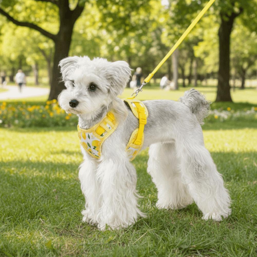 Cartoon Pattern Dog Harness Leash Set Escape-Proof Pet Walking Rope Dog Harness Vest Daily Use