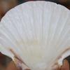 Large White Scallops Shells for Painting Crafts and Beach Wedding Decors Natural White Seashells 3-5 Inches