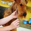 Stainless Steel Dog Comb with Dense Tooth Log Pet Comb for Dogs and Flea Beauty Hair Removal Grooming Shedding Grooming Stainless Pet Comb for Dogs