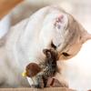Guiwei Rhythmic Bird Cat Toy