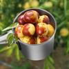 Ergonomic Fruit Harvesting Tool For Efficient Collection Of Date Dates And Small Fruits Thin Untarnished Garden Tool