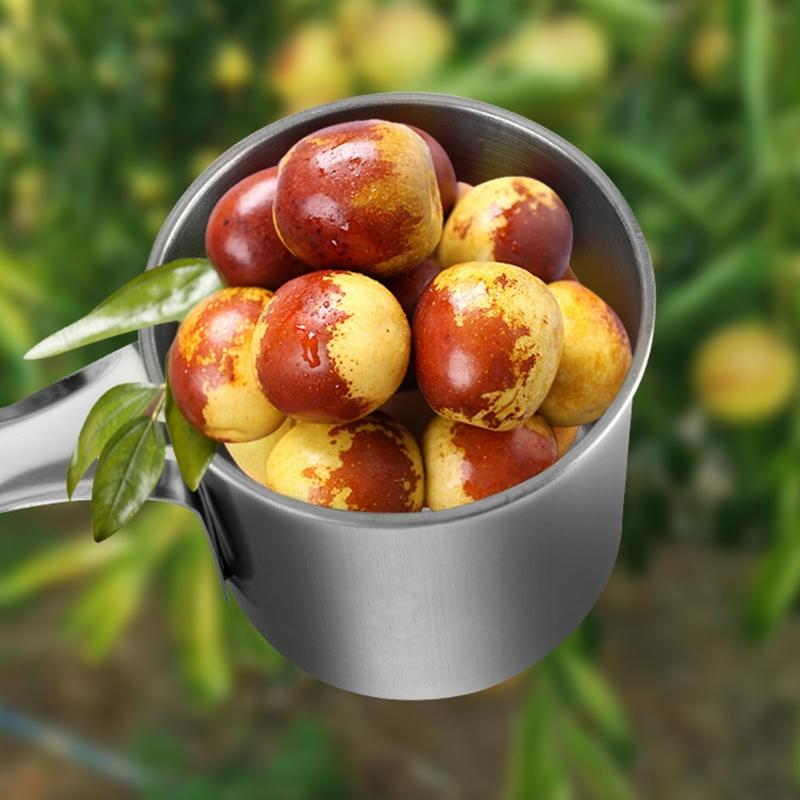 Ergonomic Fruit Harvesting Tool For Efficient Collection Of Date Dates And Small Fruits Thin Untarnished Garden Tool