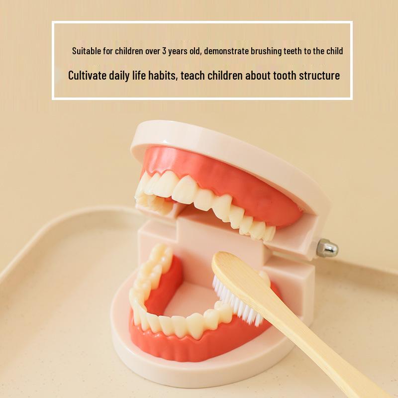 Montessori Toddler Tooth Brushing Practice Aid - Educational Model for Kindergarten