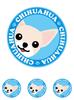 Staring Chihuahua Smooth Cream & White Dog Sticker Blue Back