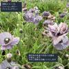 Fukukaen Seeds Shirley Poppy "Amazing Gray" Seeds, 0.5ml