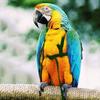 1Pcs Adjustable Parrot Training Harness Anti-Bite Flying Traction Rope Sturdy Strap for Outdoor Walking Flight