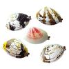 5Pcs Water Spray Toy Strong Clam-Shaped Water Play Toy Mist Sprayer Novelty Summer Beach Party Accessory