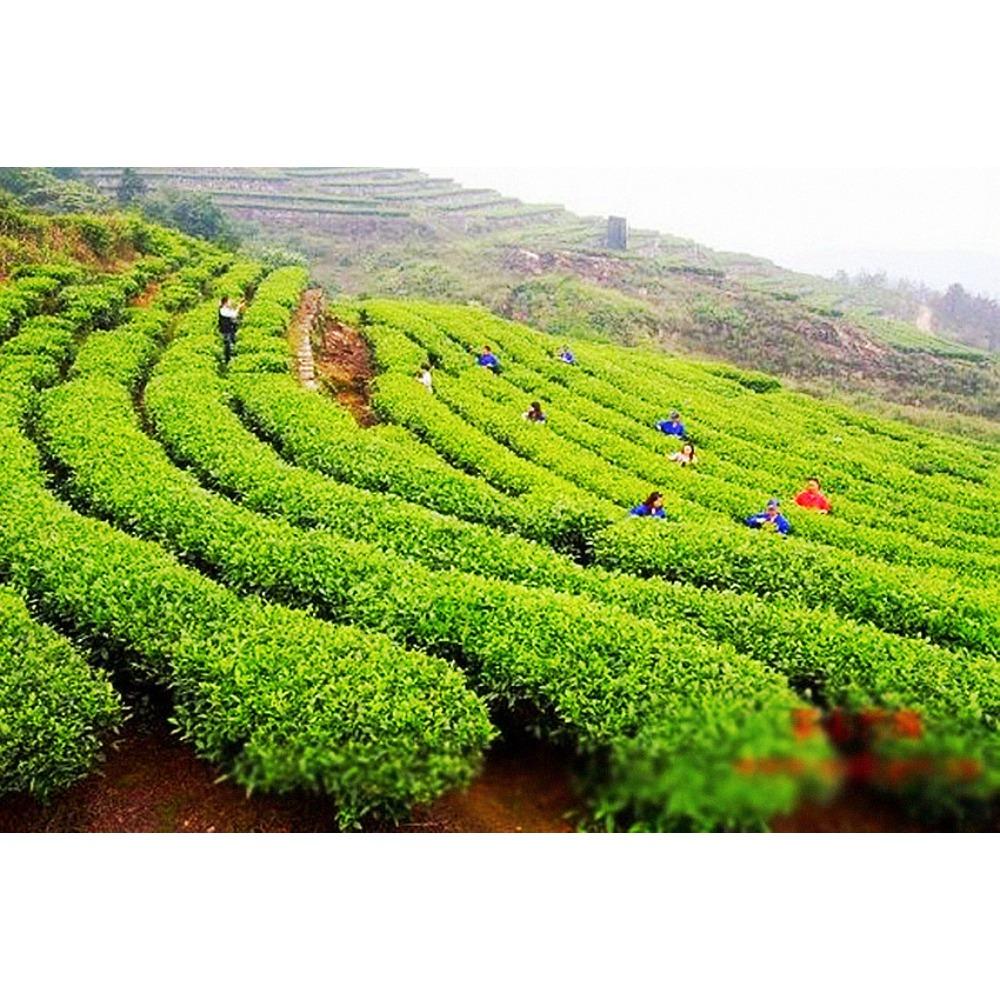 357g Premium Ripe Pu-erh Tea Cake Shu Puer Loose Free Shipping
