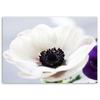 Leinwanddruck, Weiße Anemone auf grauem Hintergrund