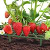 Plastic Strawberry Supports Anti-rot Strawberry Growing Racks Holder Strawberry Plant Stand Home and Garden Accessories