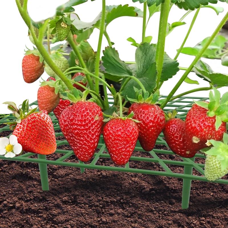 Plastic Strawberry Supports Anti-rot Strawberry Growing Racks Holder Strawberry Plant Stand Home and Garden Accessories