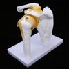 1:1 Life-Size Human Anatomy Shoulder Joint Model Shoulder Blade Model with Ligaments