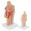 Human Nasal Oral Cavity Throat Anatomical Model for Science Classroom Teaching Presentation Display