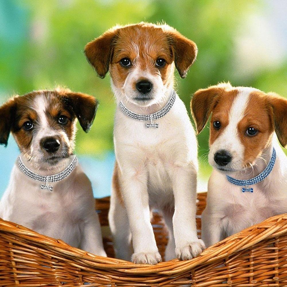 Chic Shiny Three Row Rhinestone Bone Pendant Puppy Dog Collar Pet Supply (Size:S,M,L)