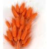 Rabbit Tail Grass Dried Flower Bouquet Home Decoration Flower Arrangement Dog Tail Grass Dried Flower Rabbit Tail Grass