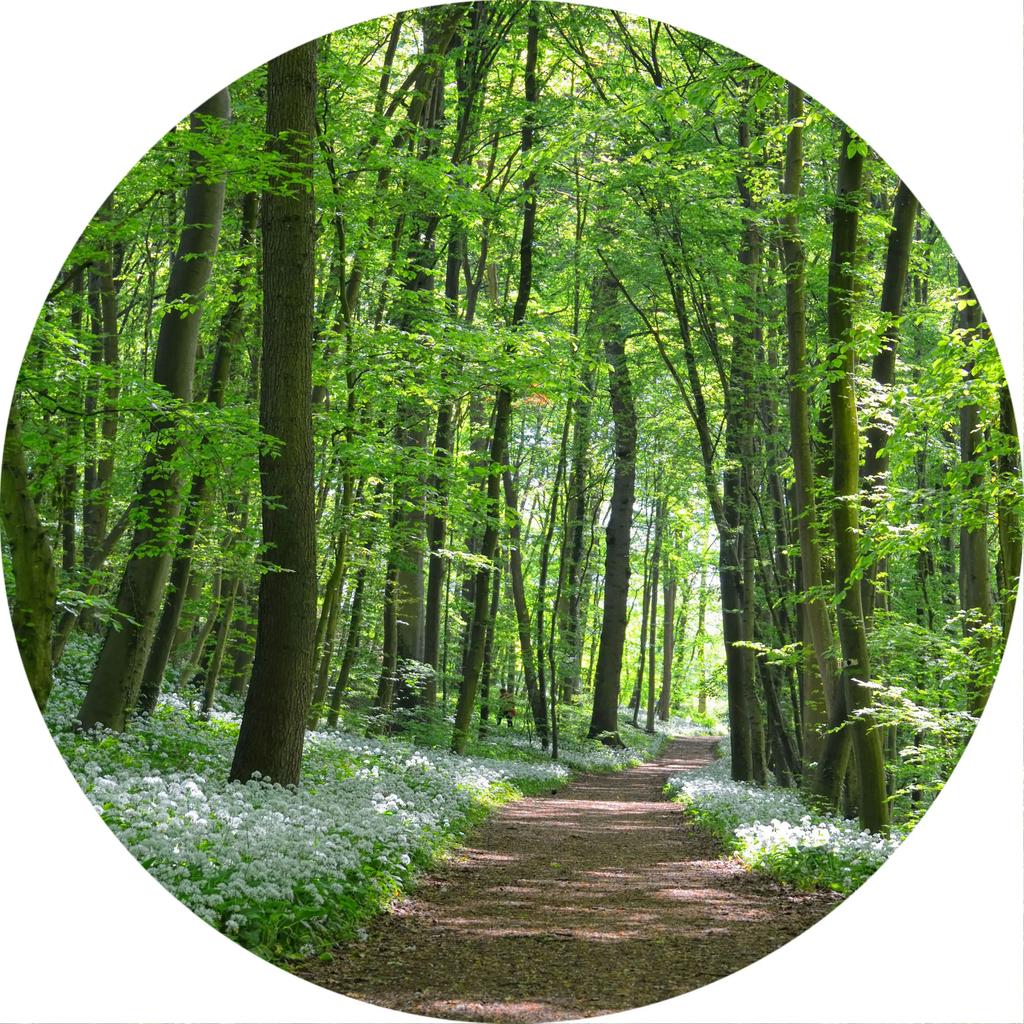 Forest Tree Landscape Print Round Carpet Non-slip Floor Mat Soft Indoor Circle Area Rug for Living Room Bedroom Dorm Kitchen