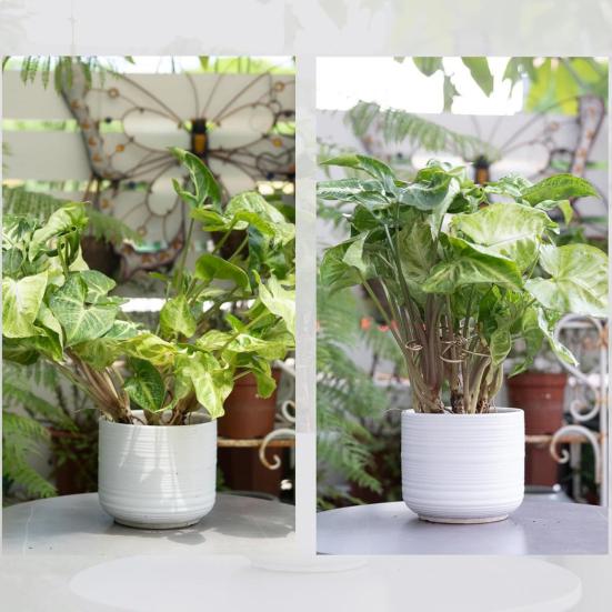 2Pcs Plant Stem Support Holder Heavy Duty Metal Indoor Outdoor Monstera Plant