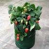 1Pc  Hanging Planting Bag For Aerial Gardening, 3-Gallon Strawberry Specific Hanging Bag, Flower And Plant Basket Growth Bag