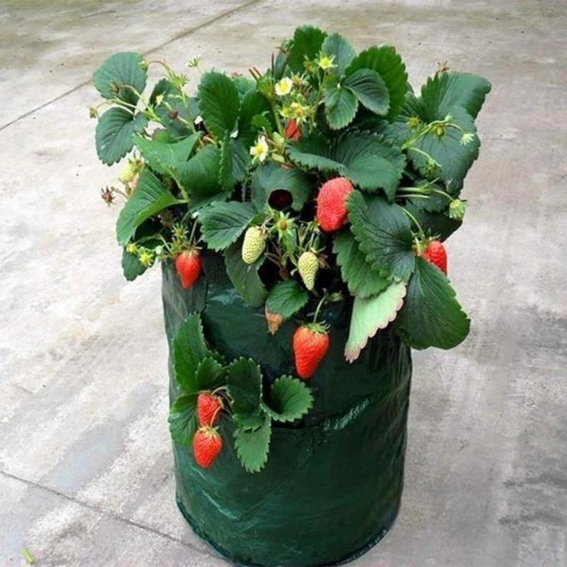 1Pc Hanging Planting Bag For Aerial Gardening, 3-Gallon Strawberry Specific Hanging Bag, Flower And Plant Basket Growth Bag