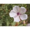Natural Marshmallow Root Extract Powder 100g for Energy, Herbal Tea