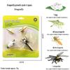Mini Animal Growth Cycle Toys: Butterfly, Rooster, Ant, Frog, Sea Turtle, Dragonfly