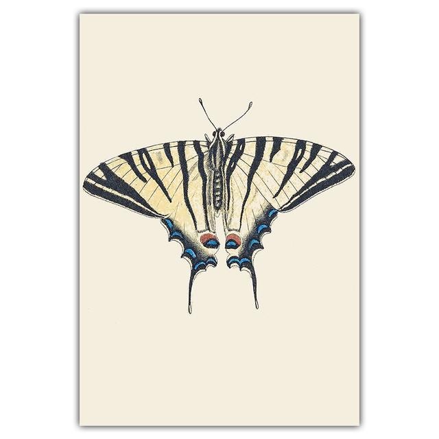 Artă retro, fluture colorat, pictură pe pânză, carte de artă de perete, poster pentru știința și educația animalelor, coridor, decorare a casei, murală fără cadru