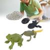 Ranidae Growth Cycle Model Children Miniature Simulation Animal Early Education Statue Toy