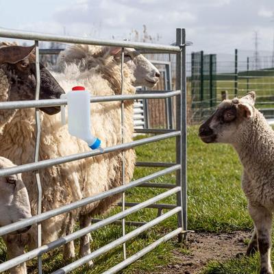 Hanging Type Lamb Baby Bottle With Scale Large Capacity Goat Bottles Durable Soft Nipple Animal Feeding Bottle