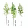 Real Touch Artificial Fern Plant Handmade Plastic Material Artificial Greenery Fern Elegant Design Realistic Artificial Fern