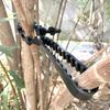 Tree Support Straps Heavy Duty Flexible Plant Twist Ties 5X Reusable Tree Training System Shrub Tying Tool For Gardening Farm