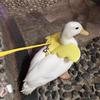 Wing Design Duck Harness Flexible Buckle Solid Color Long Rope Duck Harness for Animal