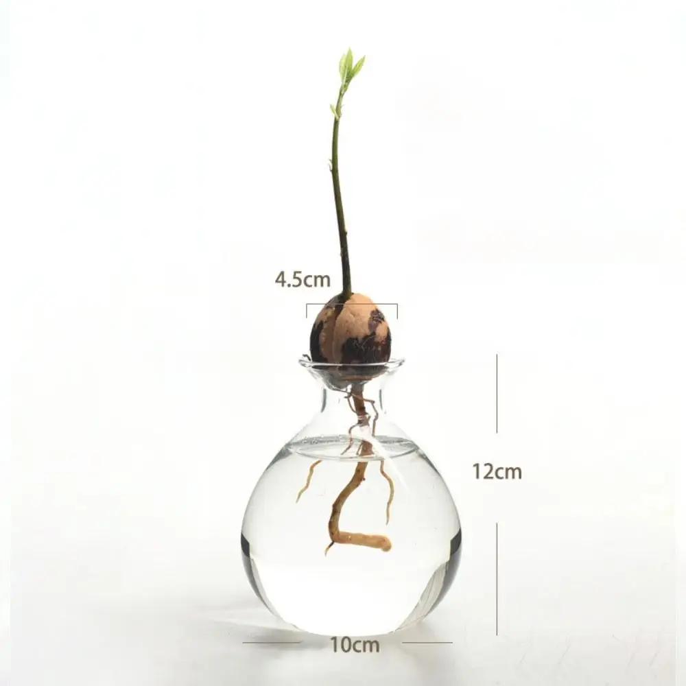 Transparent Avocado Hydroponic Vase Simple Glass Seed Starter Vase Plant Vase Aromatherapy Bottle Seed Growing Kit Nice Gift