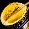 Najwyższej jakości malezyjski durian mrożony ciekłym azotem - Musang King & Black Thorn