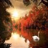 Modern Autumn Dusk Swan Lake Wallpaper 3D Natural Scenery Mural Bedroom Living Room Background Wall Mural