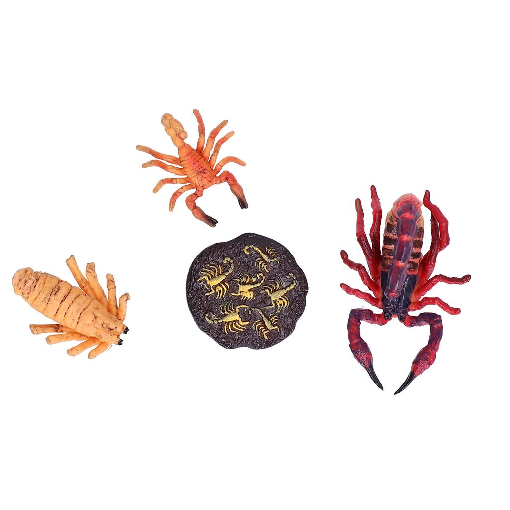 Scorpion Life Cycle Toys Kit Educational Insect Lifestyle Stages Toy Set for Kids#2