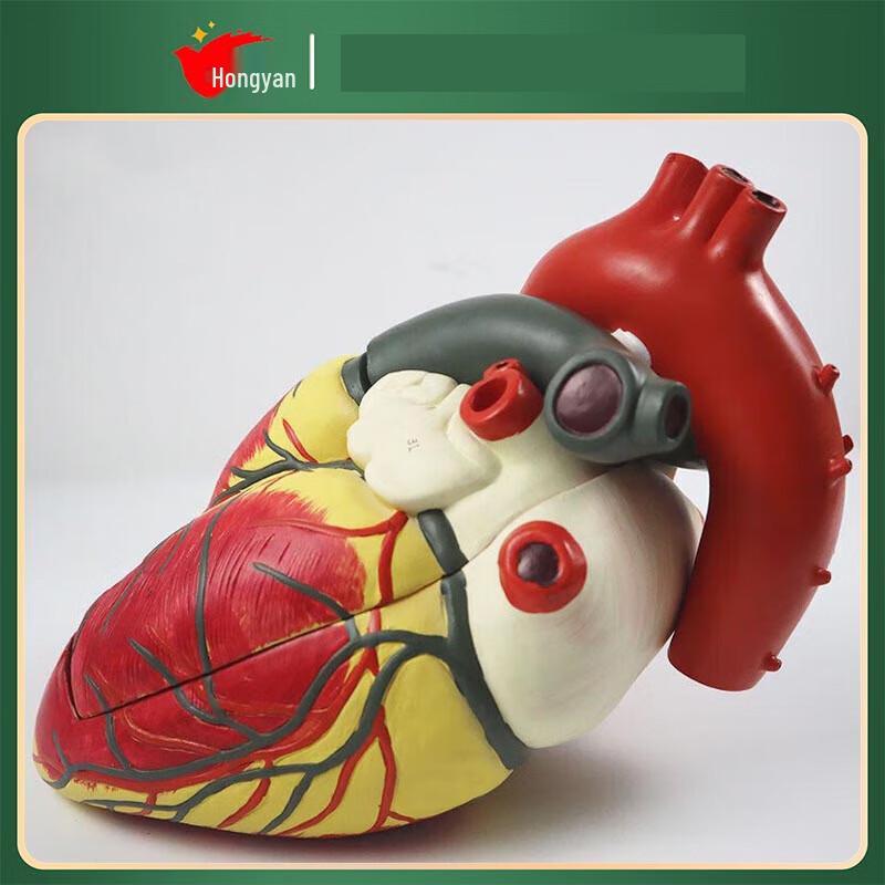Anatomical Human Heart Model