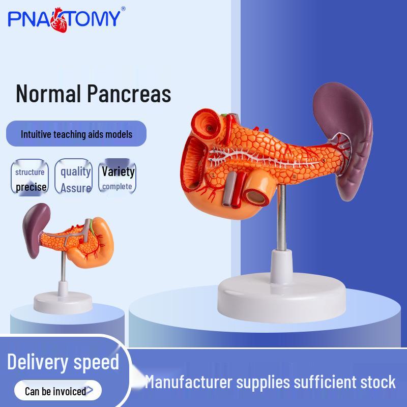 Human Organ Anatomy Model: Spleen, Pancreas, Gallbladder, Duodenum for Teaching 20x10x6 cm