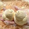 Yellow Big Chicken Plush Silicone SquishyPinching Toys Cute Hen Chicks Taba Squeezing Toy Fuzzy Fidget Toy Release Hand Stress