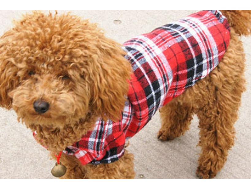 Plaid Snap Button Shirt for Dogs – Comfortable Spring/Summer Pet Apparel for Puppies, Teddy Breeds.