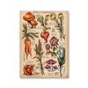 Affiche botanique sauvage Vintage, imprimés de plantes et de fleurs, décoration murale en toile, étude, peinture artistique éducative, cadeau, décoration de maison