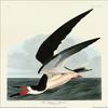 John James Audubon Black Skimmer Paper Print