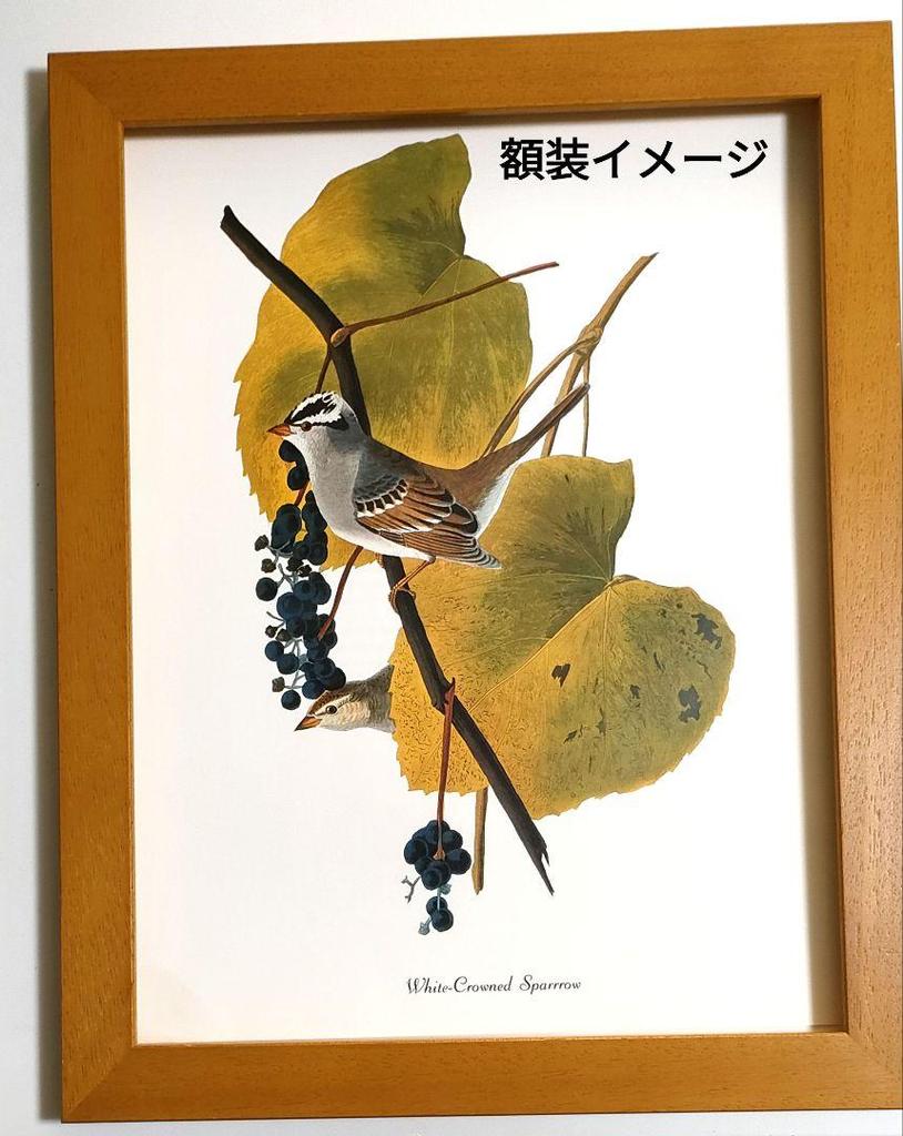 [USED] Poster: White-crowned Sparrow, Audubon Bird Illustration Sheet, Birds of America