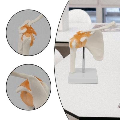 Shoulder Joint Model with Base Teaching Tool Science Education Ligament, Anatomy Skeleton