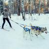 Dog Outdoor Sled Harness Medium Large Dog Weight Training Traction Strap Husky Samoyed Alaska Ski Leash Snowboard Chest Strap