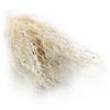 Lepidium (Lepidium Sativum) - Bielone