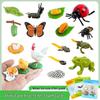 Realistic Animal Model: Green Sea Turtle & Rooster Life Cycle Educational Toy Set