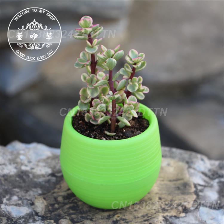 1/2/3PCS Plastic Flowerpot Small Green Plant Flowerpot Plant Desktop Potted Solid Color Mud Holder 2025 Succulent Plant Pot